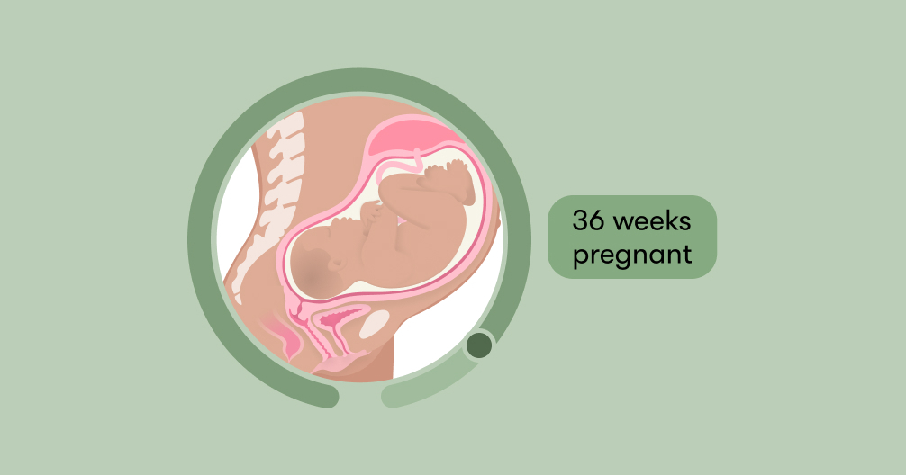 position of baby in 36 weeks of pregnancy